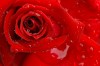 ...also a great way to get free traffic from Google when people search for images of a red rose.